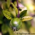 Indigoberry